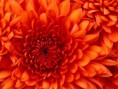/album/galeria-de-fotos-pagina-inicial/chrysanthemum-jpg1/